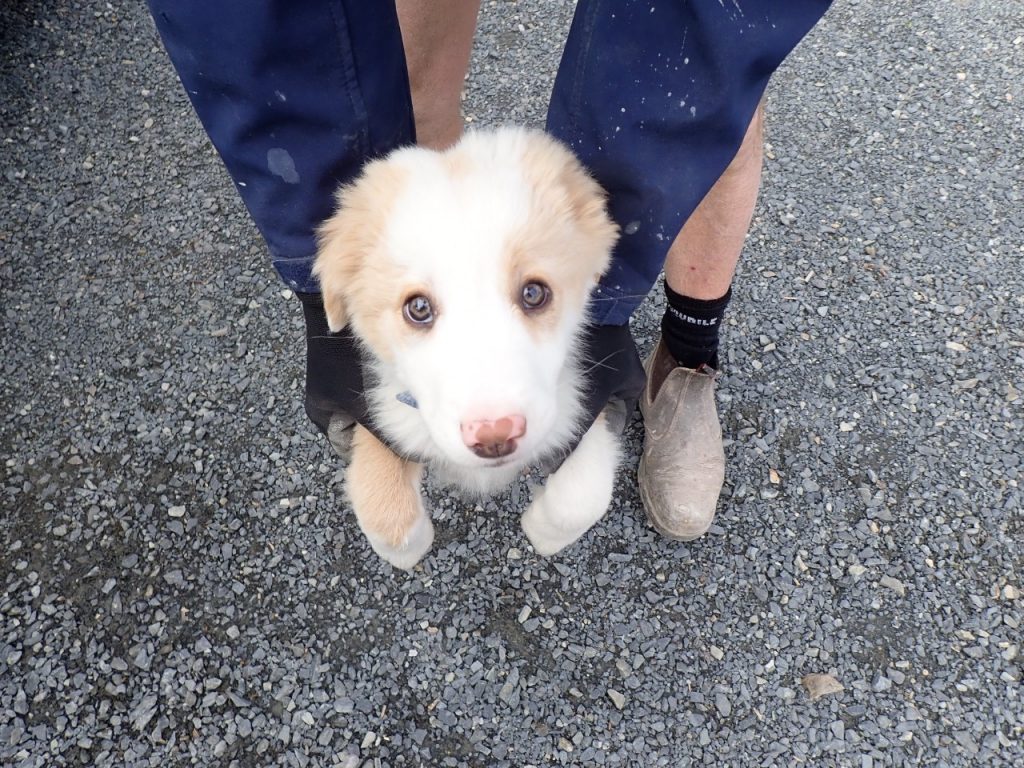 Concrete resurfacing: job dogs